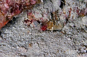 Cuapetes elegans Crevette aux yeux bleus-Maldives Maaya Thila-26m-20240422nuit-da-DSC_5915_tn